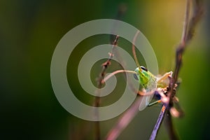 Close up of beautiful grasshopper sitting on grass