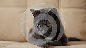 Close-up of a beautiful gray cat sitting on the edge of a beige sofa