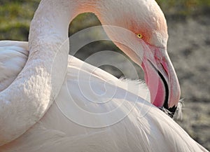 Pink Flamingo / Phoenicopterus Roseus Preening