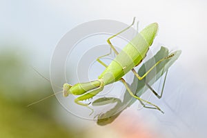 Close up of beautiful green female European Mantis or Praying Mantis Mantis Religiosa, sitting on a window glass