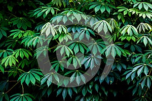 Close up beautiful green leaf pattern background
