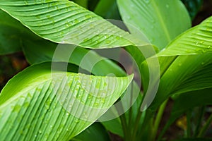 Close up beautiful green leaf rain water drop