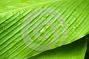 Close up beautiful green leaf rain water drop