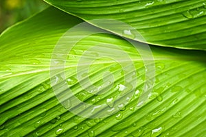 Close up beautiful green leaf rain water drop