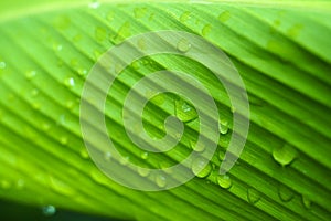 Close up beautiful green leaf rain water drop