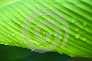 Close up beautiful green leaf rain water drop