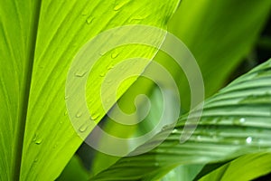 Close up beautiful green leaf rain water drop