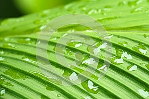 Close up beautiful green leaf rain water drop