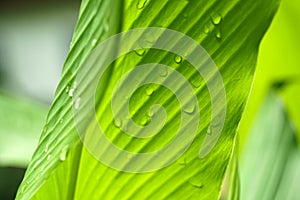 Close up beautiful green leaf rain water drop