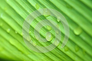 Close up beautiful green leaf rain water drop