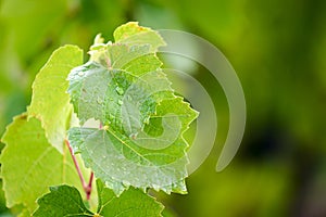 Close up of a beautiful green leaf of vine