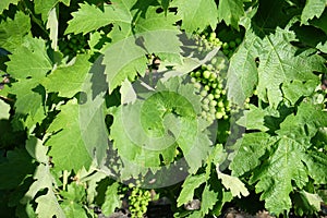 Close-up on a beautiful green leaves of grapevine