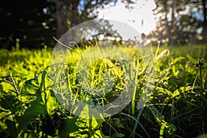 Close up of Beautiful green meadow and trees with sun back lighting