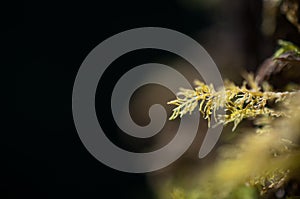 Close-up beautiful green moss in the forest / Fresh and nice tree in the garden photo