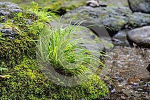 Close up with beautiful green moss, grass and part of a texture log on the floor