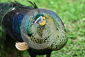 Close up, beautiful green peacock in the garden