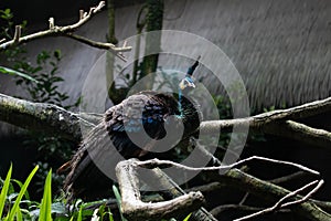 Close up beautiful green peafowl