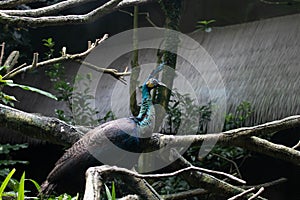 Close up beautiful green peafowl