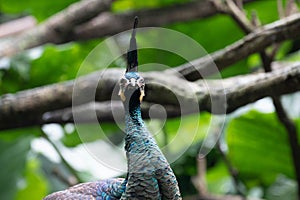 Close up beautiful green peafowl