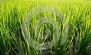 Close up Beautiful Green rice field abstract background