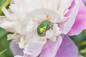 Close up for beautiful green scarabe beetle on a pink peony flower