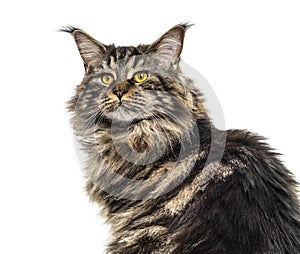 Close-up of a Beautiful grey Maine coon, isolated