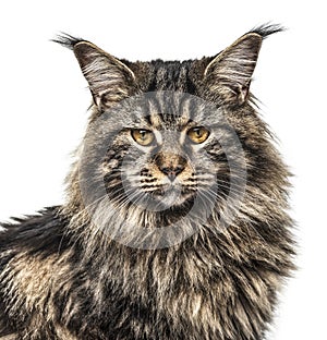 Close-up of a Beautiful grey Maine coon, isolated