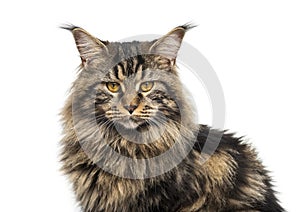 Close-up of a Beautiful grey Maine coon, isolated