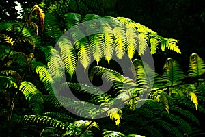 Close up of beautiful growing ferns in the forest, Madeira island, Portugal