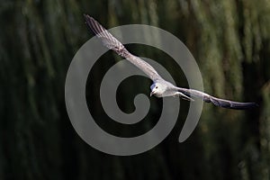Close up of a beautiful gull larus bird flying above water in a park during autumn in the harsh day sunlight