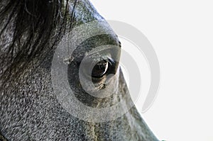 close-up of a beautiful horse`s eye