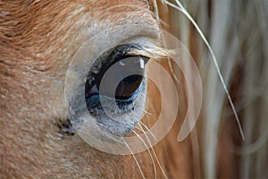 A close up of a beautiful horses eye