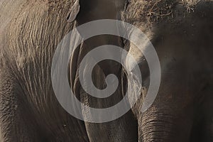 close up of a beautiful and huge female indian elephant (elephas maximus indicus) in kaziranga national park