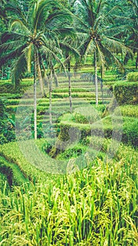 Close up of Beautiful Huge Palm Tree in Amazing Tegalalang Rice Terrace fields, Ubud, Bali, Indonesia