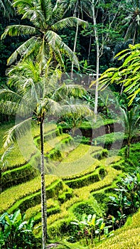 Close up of Beautiful Huge Palm Tree in Amazing Tegalalang Rice Terrace fields, Ubud, Bali, Indonesia