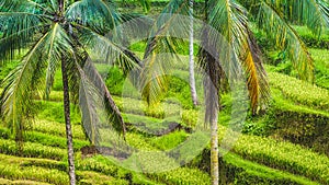 Close up of Beautiful Huge Palm Tree in Amazing Tegalalang Rice Terrace fields, Ubud, Bali, Indonesia