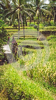 Close up of Beautiful Huge Palm Tree in Amazing Tegalalang Rice Terrace fields, Ubud, Bali, Indonesia