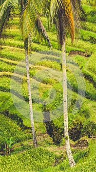 Close up of Beautiful Huge Palm Tree in Amazing Tegalalang Rice Terrace fields, Ubud, Bali, Indonesia