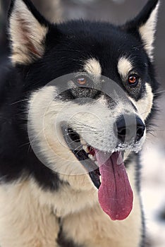 Close up on  a beautiful husky dog. Siberian husky dog  outdoors. Portrait of siberian husky in the nature in the winter time