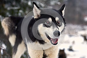 Close up on  a beautiful husky dog. Siberian husky dog  outdoors. Portrait of siberian husky in the nature in the winter time