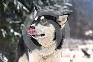 Close up on  a beautiful husky dog. Siberian husky dog  outdoors. Portrait of siberian husky in the nature in the winter time