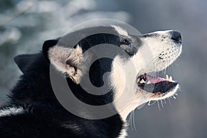 Close up on  a beautiful husky dog. Siberian husky dog  outdoors. Portrait of siberian husky in the nature in the winter time