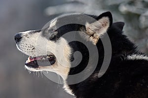 Close up on  a beautiful husky dog. Siberian husky dog  outdoors. Portrait of siberian husky in the nature in the winter time