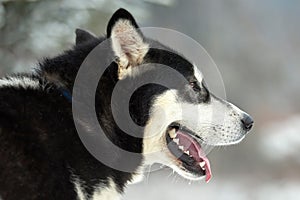 Close up on  a beautiful husky dog. Siberian husky dog  outdoors. Portrait of siberian husky in the nature in the winter time