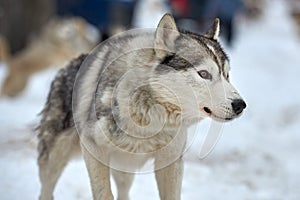 Close up on  a beautiful husky dog. Siberian husky dog  outdoors. Portrait of siberian husky in the nature in the winter time