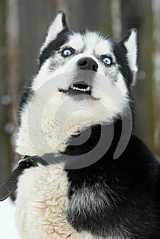 Close up on  a beautiful husky dog. Siberian husky dog  outdoors. Portrait of siberian husky in the nature in the winter time