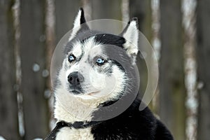 Close up on  a beautiful husky dog. Siberian husky dog  outdoors. Portrait of siberian husky in the nature in the winter time