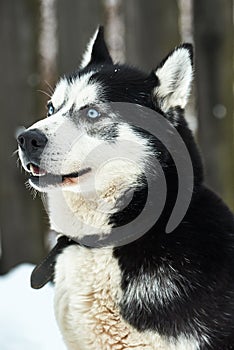 Close up on  a beautiful husky dog. Siberian husky dog  outdoors. Portrait of siberian husky in the nature in the winter time