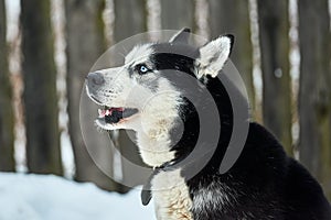 Close up on  a beautiful husky dog. Siberian husky dog  outdoors. Portrait of siberian husky in the nature in the winter time