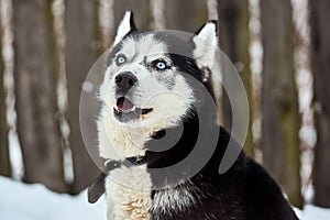 Close up on  a beautiful husky dog. Siberian husky dog  outdoors. Portrait of siberian husky in the nature in the winter time